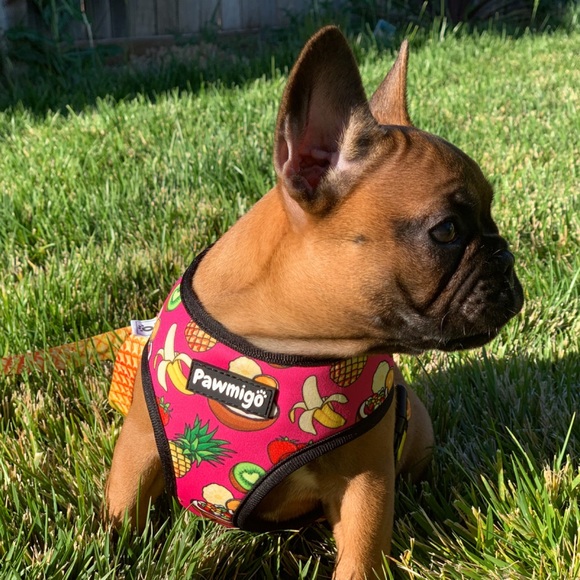 Pawmigo Other - Pawmigo Snack Shack Dog Harness and Leash Kit set